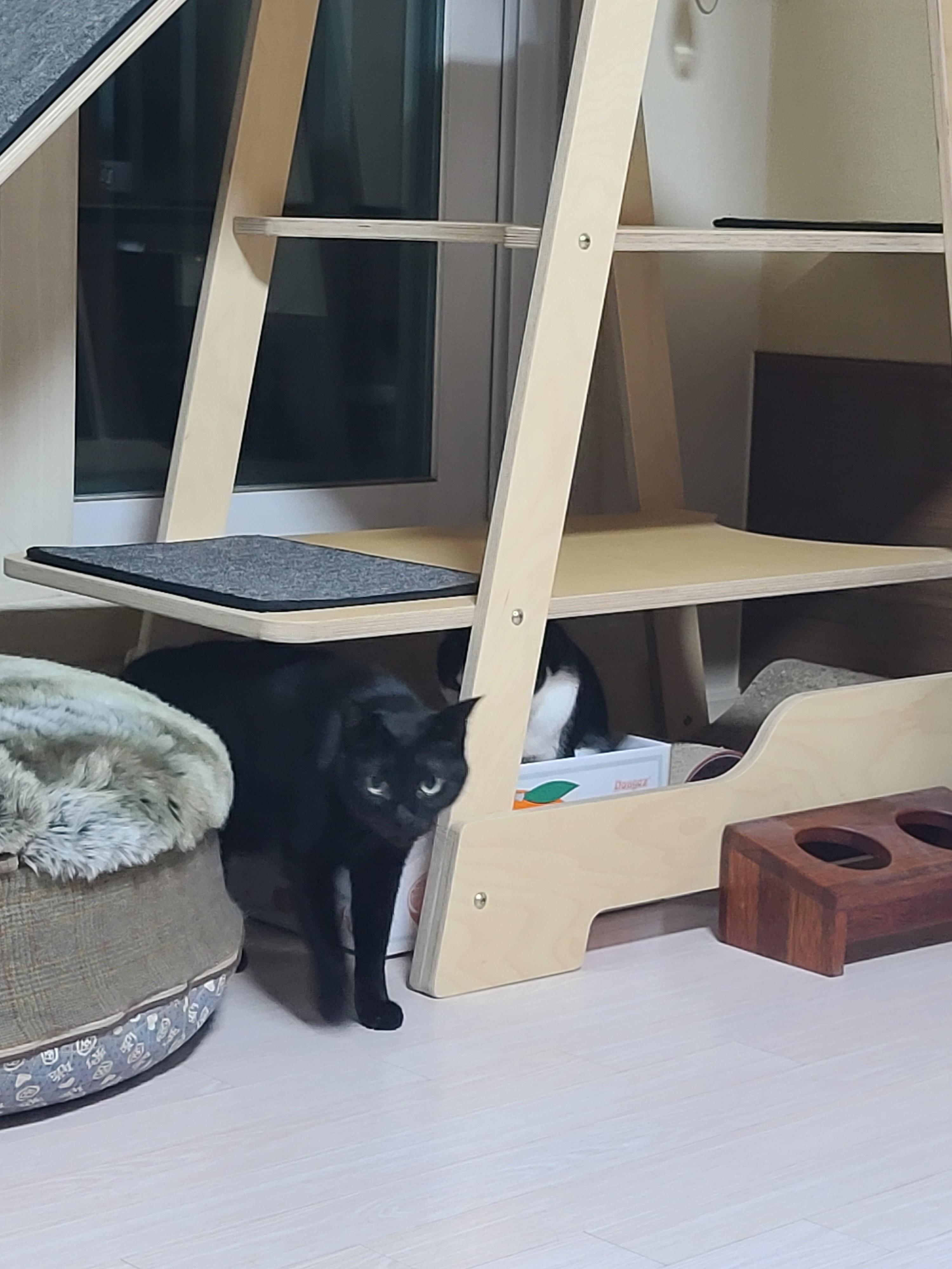 집사가 사준 스크래쳐를 잘 써주는 고양이들. 고양이들에게 스크래쳐가 꼭 필요한 이유.