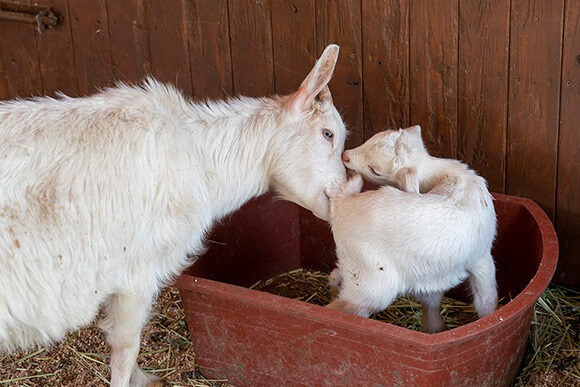 대관령 하늘목장 체험 정보