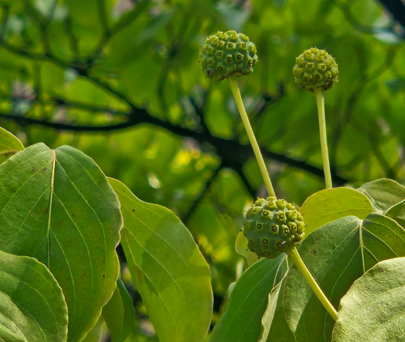 산딸나무 열매1