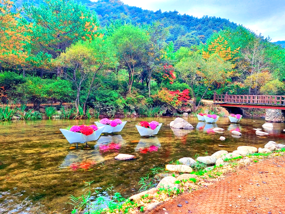 다시 찾아간 2024 인제 가을꽃축제: 국화&amp;#44; 야생화&amp;#44; 수변산책로&amp;#44; 숲 속 꽃길의 매력
