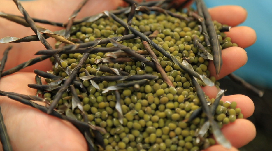 MungBean