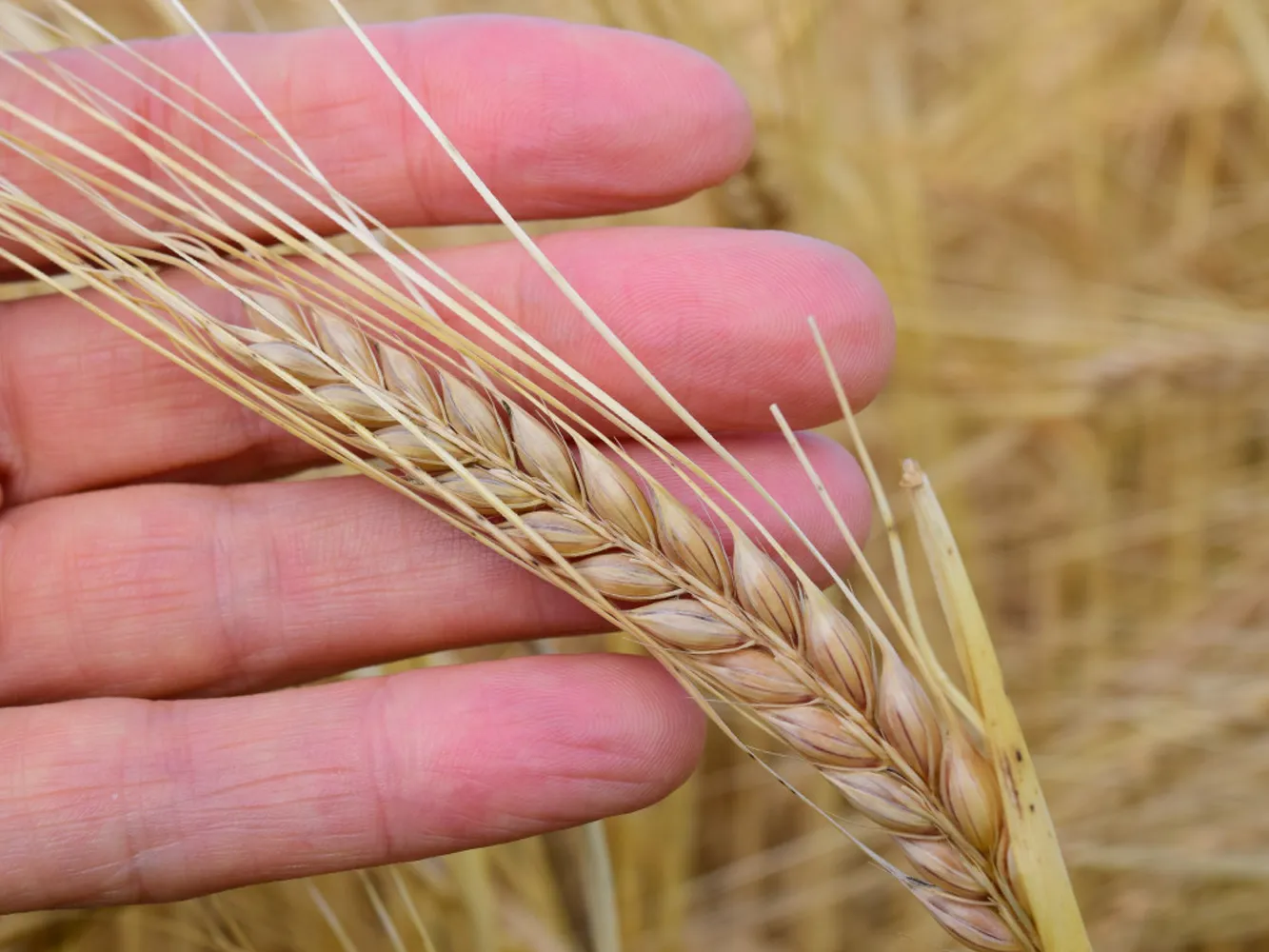 호라산 밀 곡물