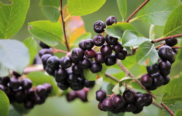 아로니아 열매수확시기