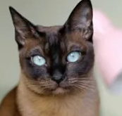 통키니즈의 특징과 기르는 방법