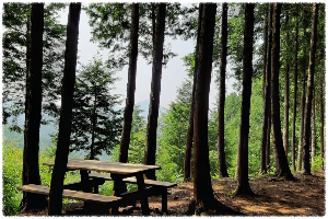 하동편백자연휴양림