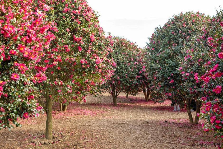 제주 동백포레스트