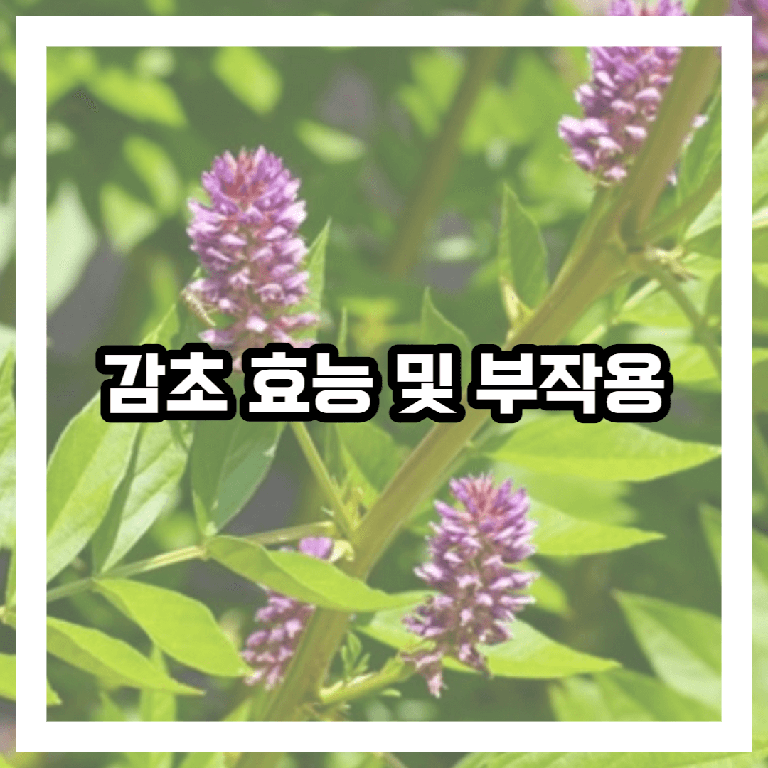 감초 꽃 사진