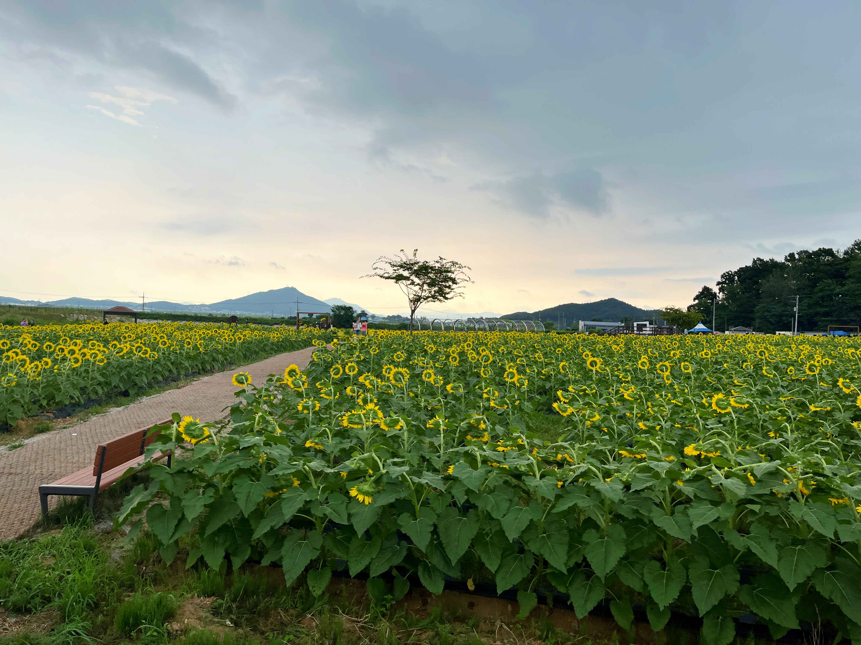 강화도 교동 난정 해바라기 정원 축제
