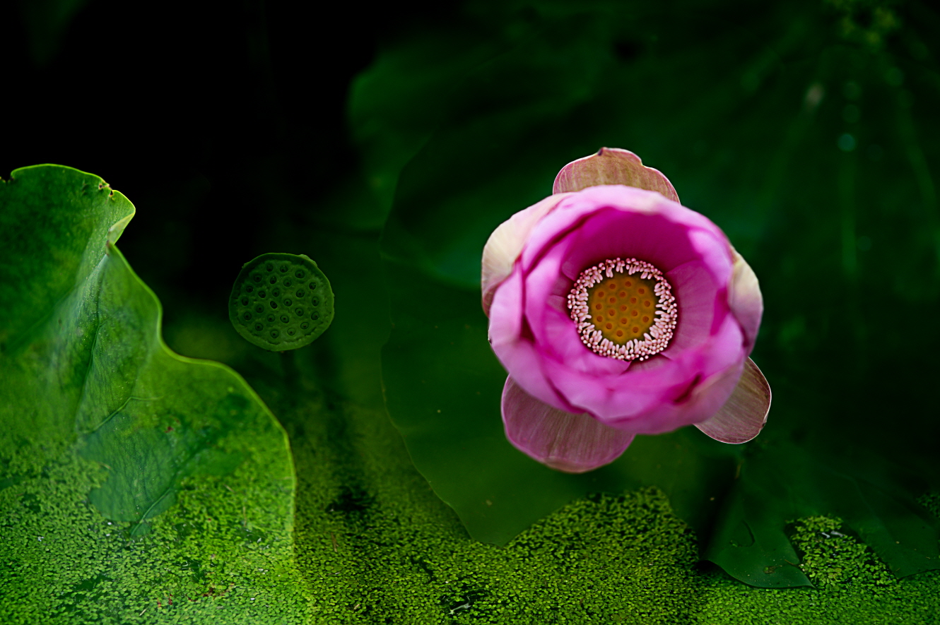 앙증맞은 모습의 연꽃