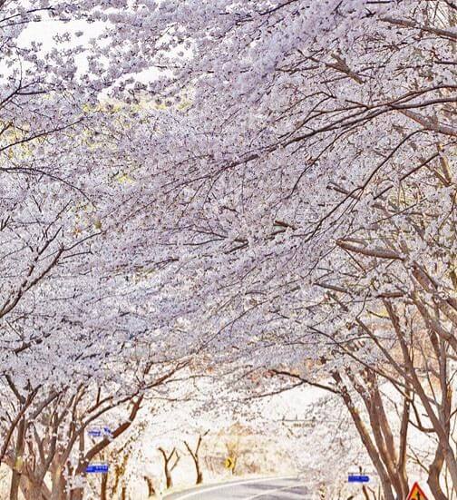 숨은 벚꽃명소 / 2024 충청도 벗꽃명소 벚꽃여행