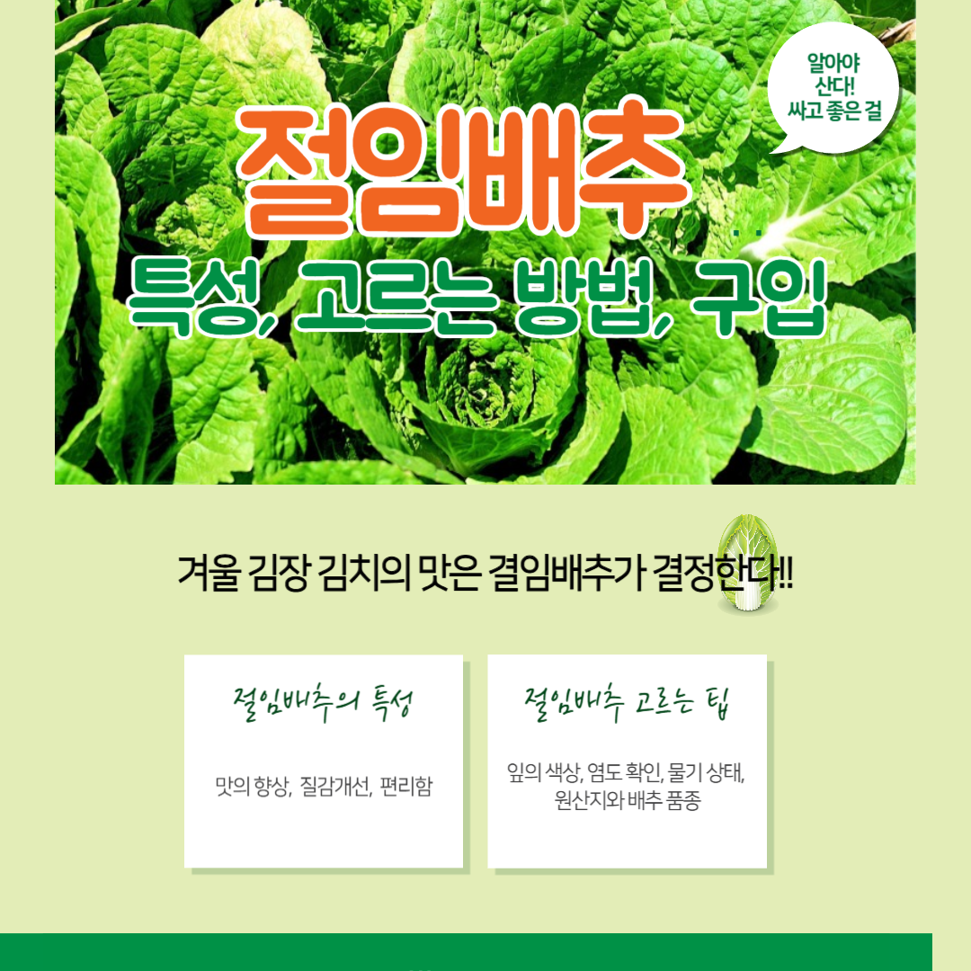 절임 배추의 특성, 고르는 방법, 구입 방법 및 주의 사항