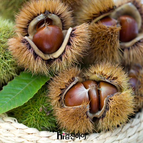 강아지 밤 먹어도되나요