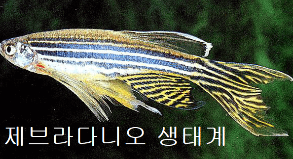 제브라다니오 생태계