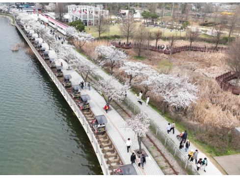 의왕 벚꽃