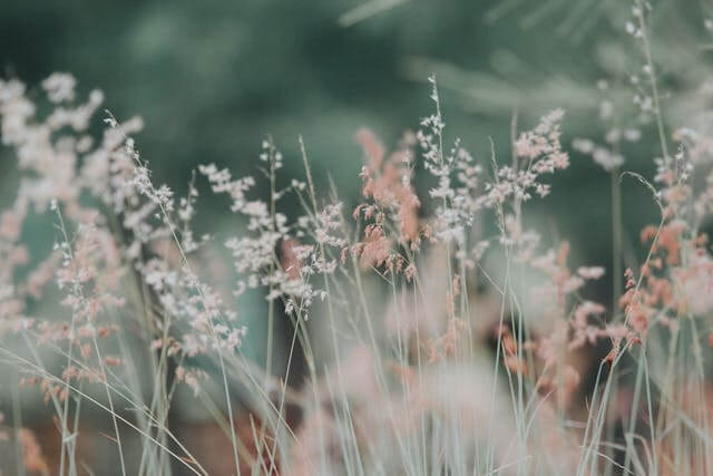 꽃 꿈 해몽 / 하얀꽃, 장미꽃 등.