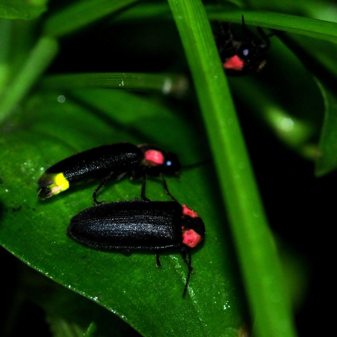2024 화담숲 반딧불이 축제 예약 방법과 예매 일정 완벽 가이드