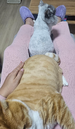 고양이가 집사를 좋아하는 행동 총정리