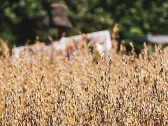 밥 지을 때 귀리 넣기
