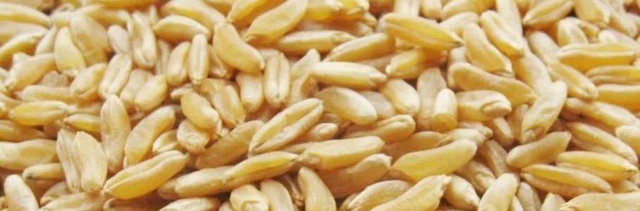 카무트 효소 이미지