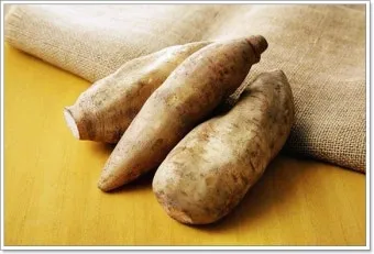 야콘 재배 덩이 비대 관리 토양 갈기 저장 요령_7