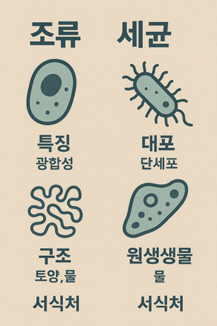조류 vs 세균 vs 원생생물 관련 사진