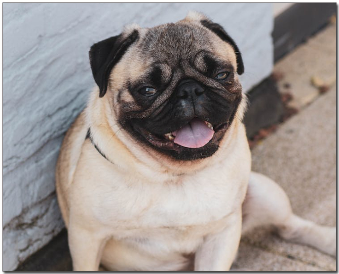 ์
์ ๋ฒ๋ฆฌ๊ณ ์๋ ํผ๊ทธ