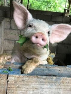 풀-먹고-있는-돼지