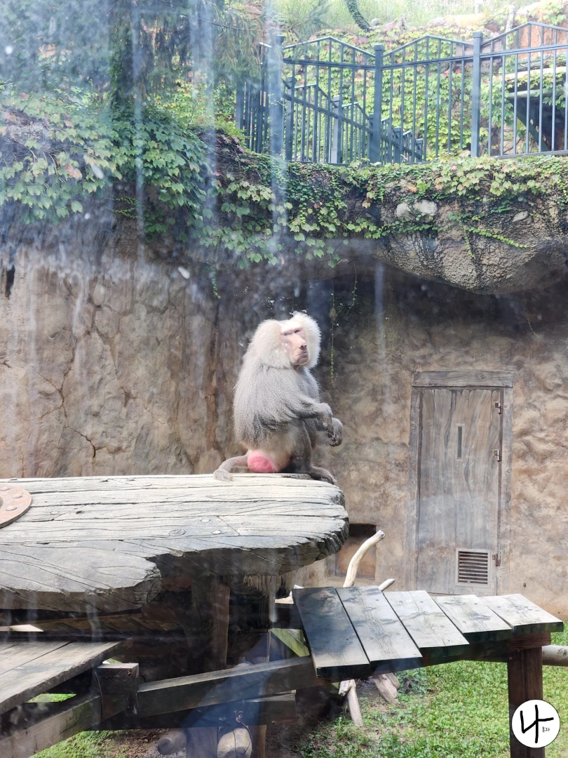 무언가-바라보는-망토원숭이