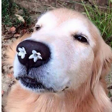 킁카킁카