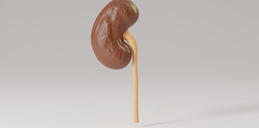 신장이 안 좋으면 나타나는 증상과 신장에 좋은 음식 - 3