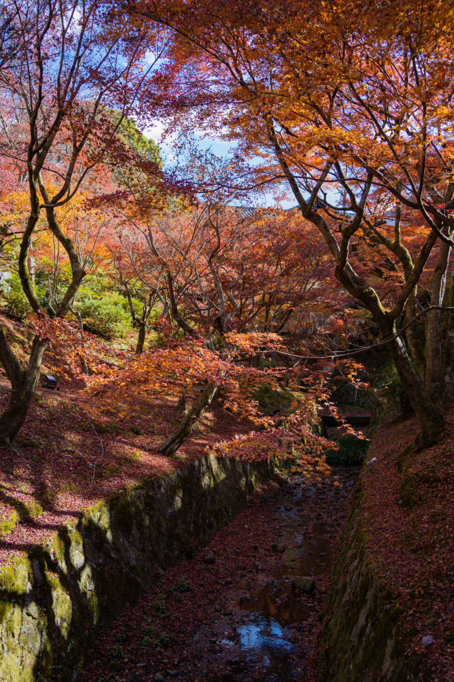 교토 도후쿠지 단풍 명소