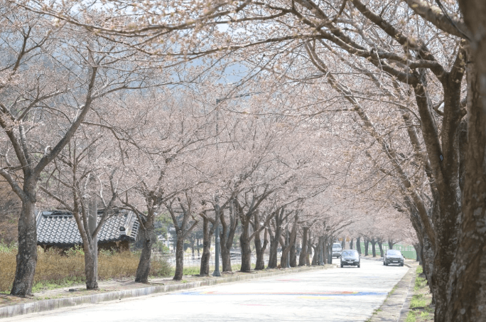 고창 벚꽃 축제! 기다렸나, 봄~ 핑크빛 설렘 가득한 여행