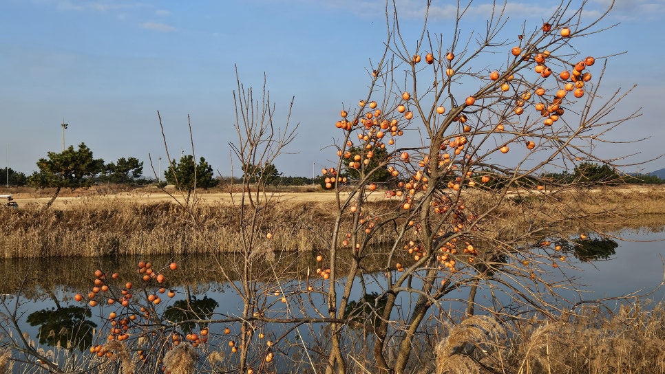 골프장 경험담 군산 군산cc 한국 골프 여행의 랜드마크 방대한 코스&amp;#44; 물을 적극 활용한 설계&amp;#44; 프로 대회급 코스