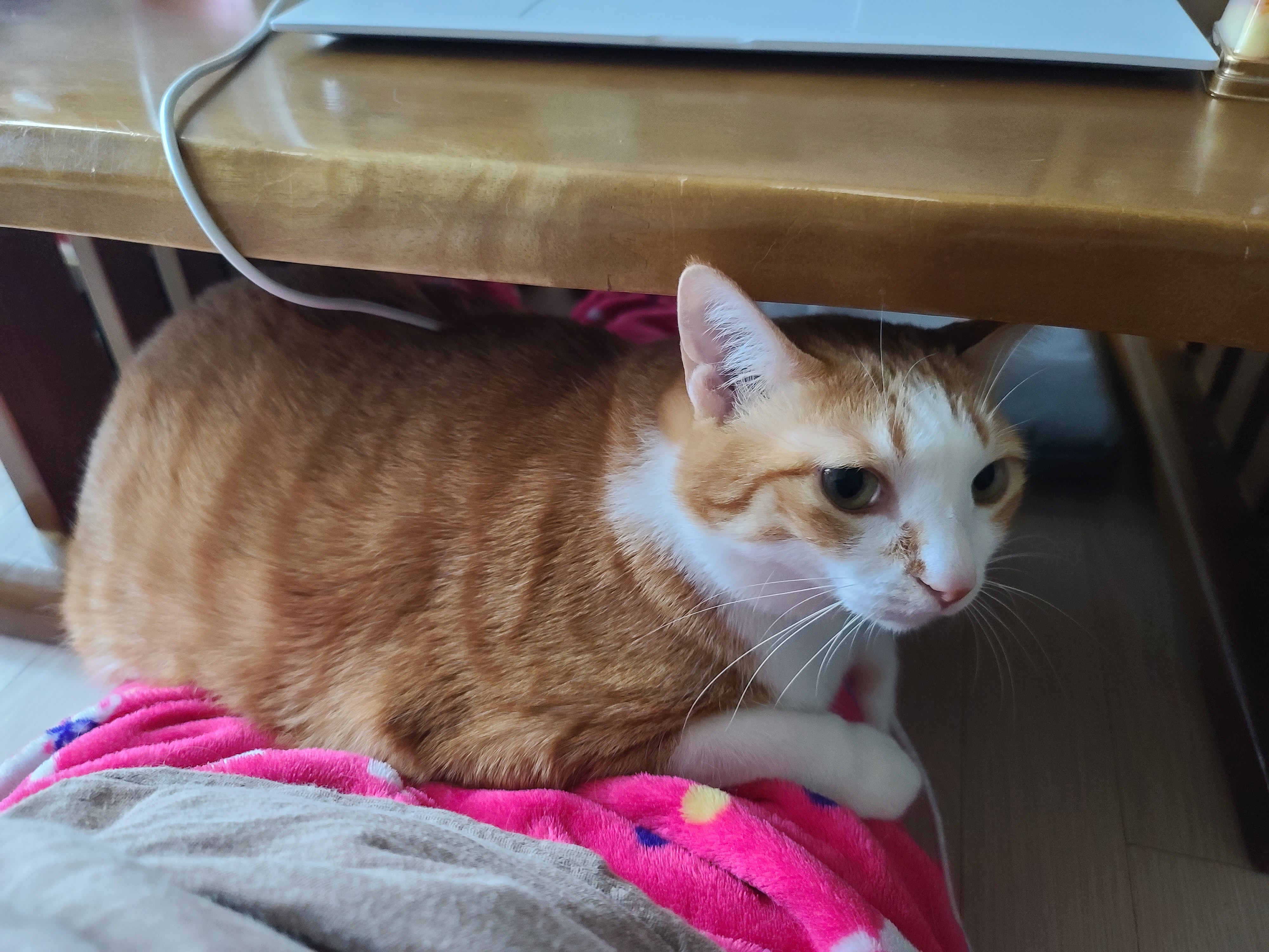 엄마 집사 무릎위 치즈냥이들 (feat. 무릎냥이들)