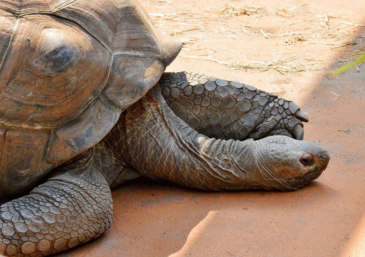 (초보자 ver)육상 거북 완벽 가이드12 - 야외 사육 vs 실내 사육: 장단점과 관리 포인트