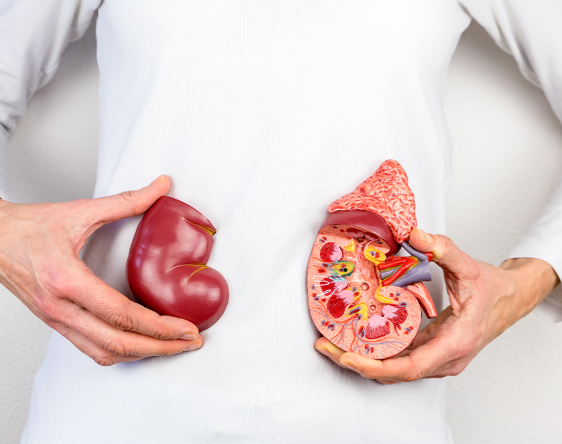 고혈압 신장질환 사구체여과율 콩팥건강 저염식 혈압관리 단백뇨 당뇨병 생활습관개선