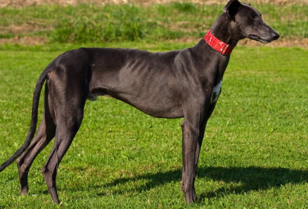 가장 빠른 견종 '그레이하운드'