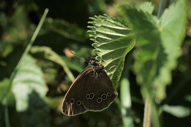 다이소 재고조회 확인하기