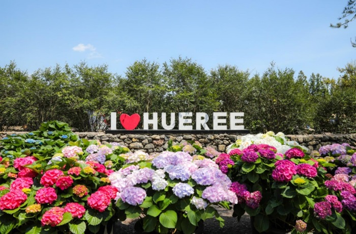 휴애리 봄 수국 축제 (출처:한국관광공사)