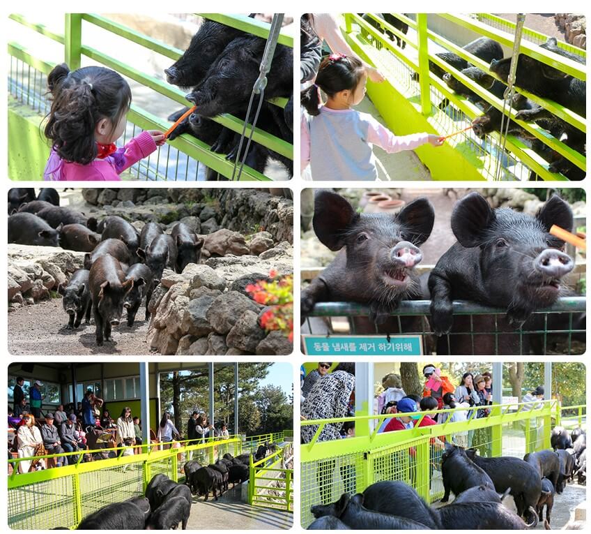 휴애리 유채꽃 축제 감귤체험, 휴애리는 제주에서 아름다운 향토공원으로 한라산이 보이는 쉼과 제주의 향기를 느낄 수 있는 자연 생활 체험 공간입니다. 매년 매화, 수국, 핑크뮬리, 동백꽃 축제가 열리고 있습니다. 계절마다 아름답게 피는 꽃을 제주도에서 본다면 잊지 못할 여행이 될 것입니다.