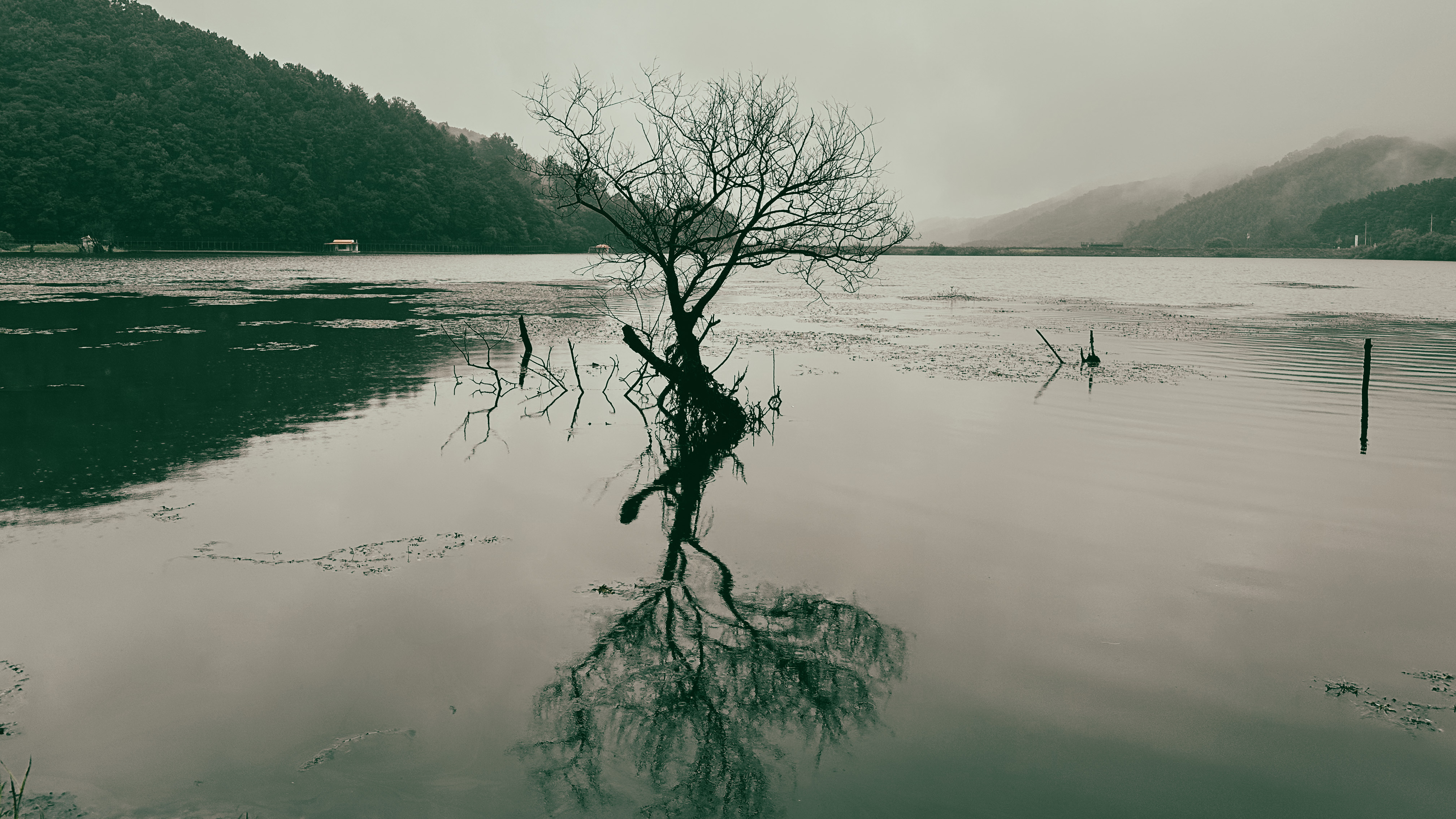 문광저수지 은행 나무길