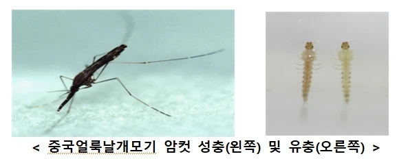  말라리아모기 생김새 