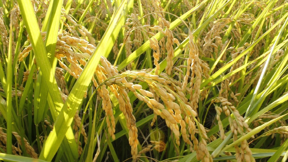 수확을 앞둔 논의 벼 – 쌀 20kg의 원산지 풍경