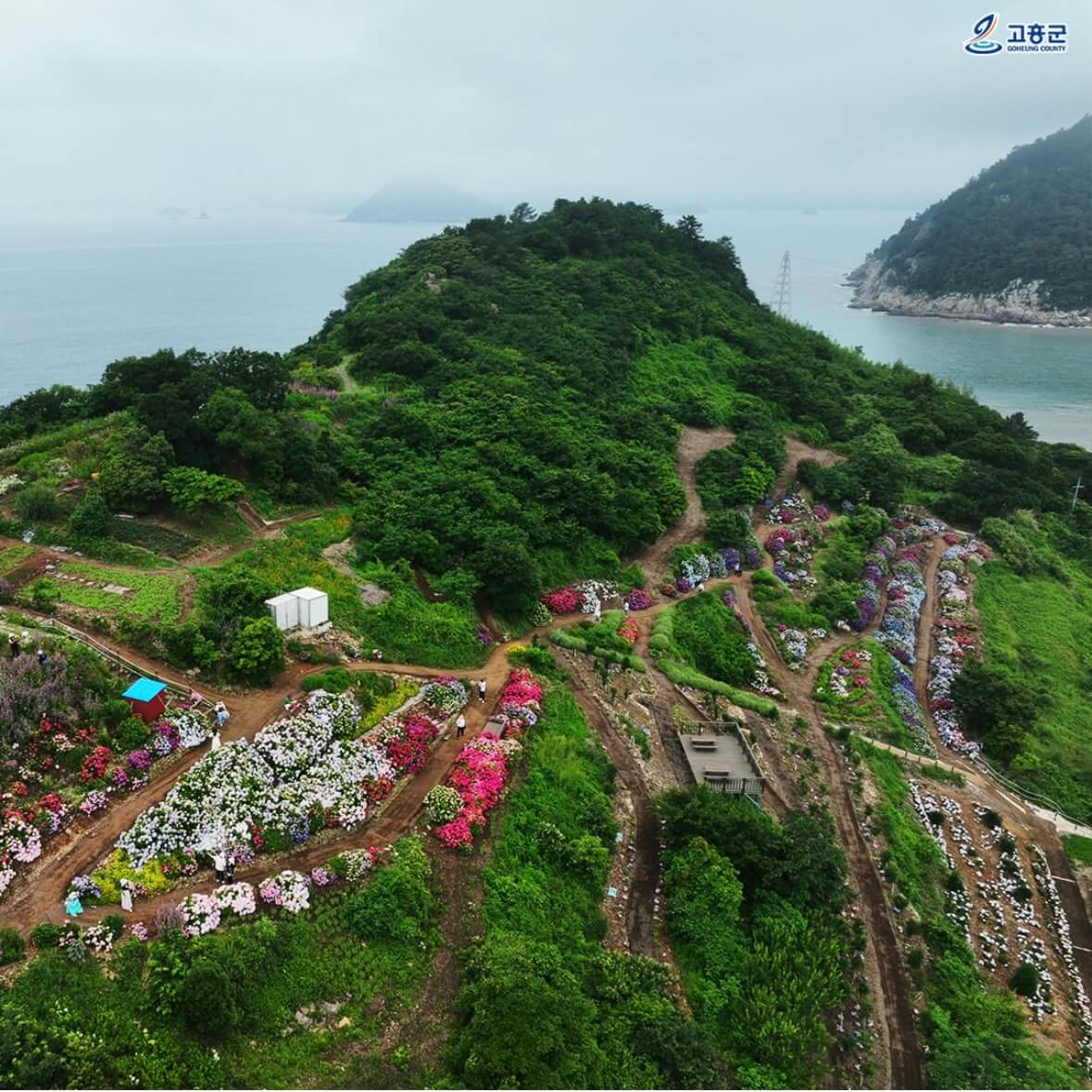 쑥섬 수국축제