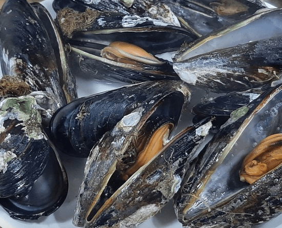 [6시 내고향] 인천 옹진 대청도 홍어 맛집 솔밭나루터펜션식당&amp;#44; 꽃게탕 맛집 해산물 택배 돼지가든