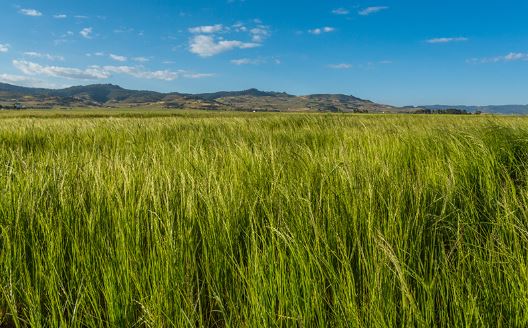 테프 고영양곡물