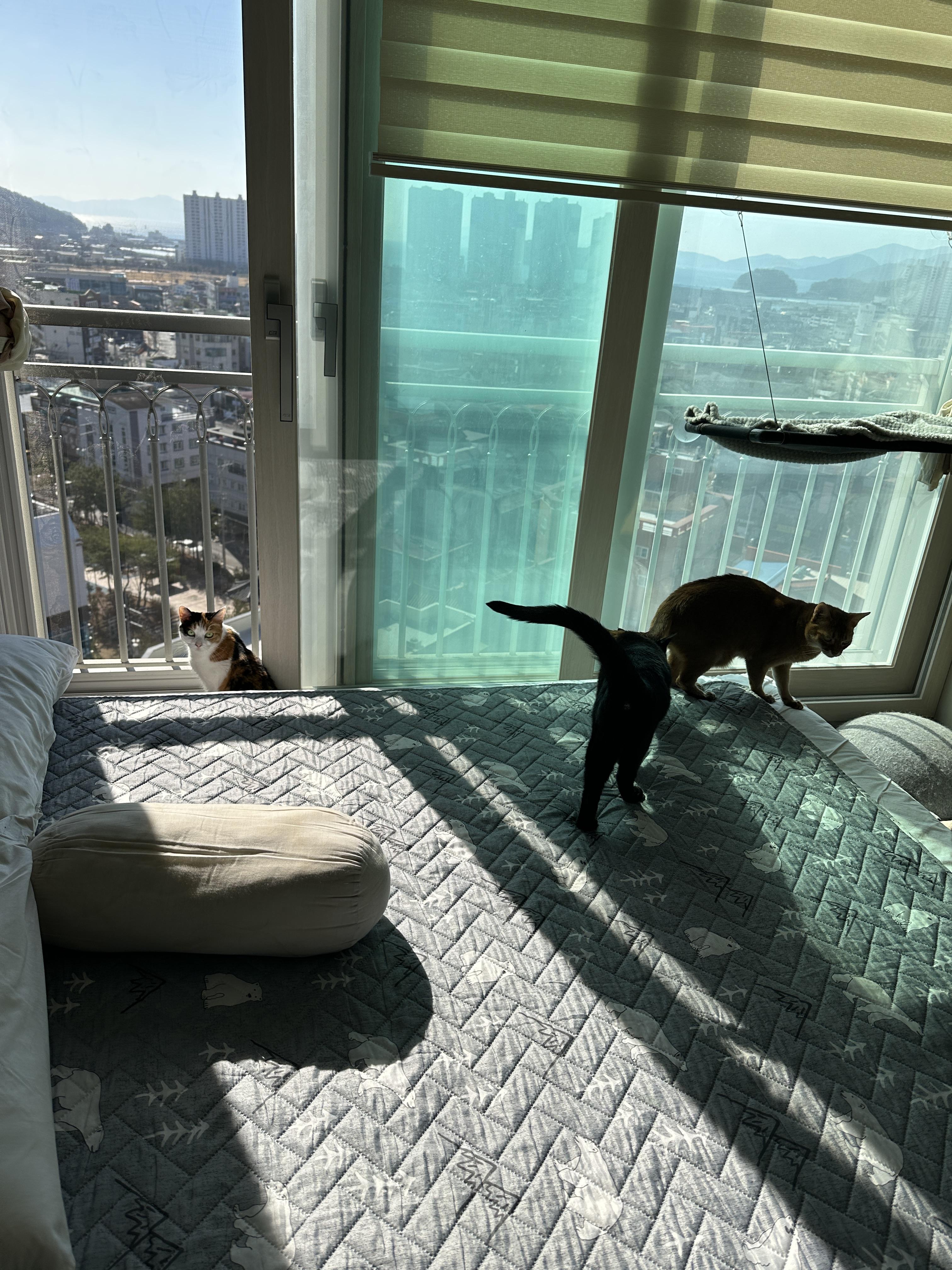 이불교체 하는 날은 냥냥이들이 신나는 날 (feat.신나서 뛰어다니는 건)