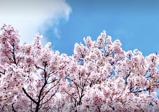 전주 완산 대둔산, 봄의 매력을 온전히 느끼는 여행 벚꽃길 케이블카