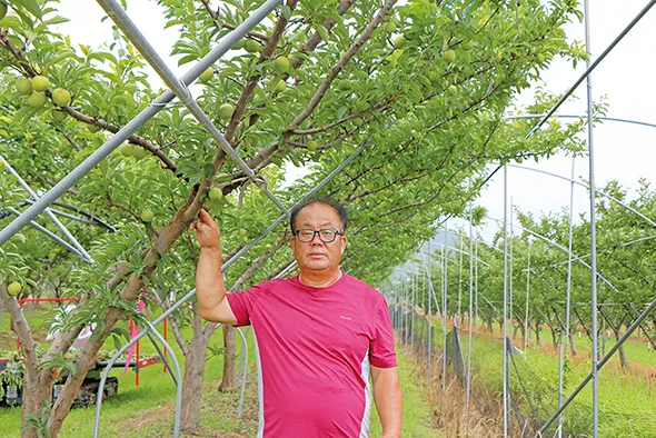 자두 재배 결과지 관리 칼슘 시비 낙과 예방_2