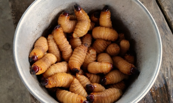 구더기 나오는꿈